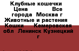Клубные кошечки › Цена ­ 10 000 - Все города, Москва г. Животные и растения » Кошки   . Кемеровская обл.,Ленинск-Кузнецкий г.